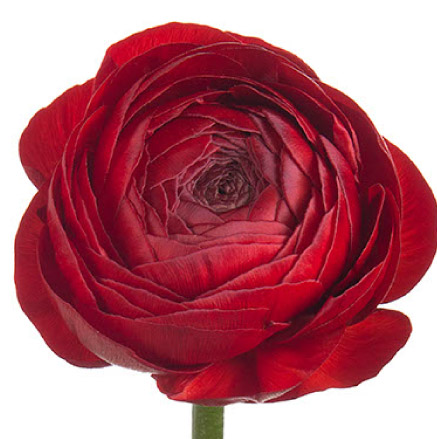 Red Ranunculus Del Alma Group